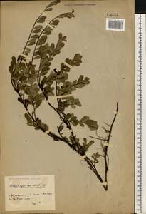 Arctostaphylos uva-ursi (L.) Spreng., Eastern Europe, Northern region (E1) (Russia)