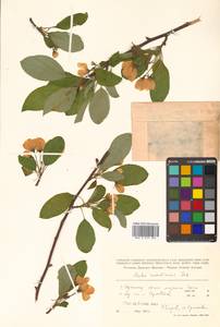 Malus mandshurica (Maxim.) Kom., Siberia, Russian Far East (S6) (Russia)