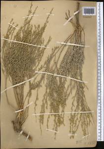 Artemisia juncea Kar. & Kir., Middle Asia, Muyunkumy, Balkhash & Betpak-Dala (M9) (Kazakhstan)