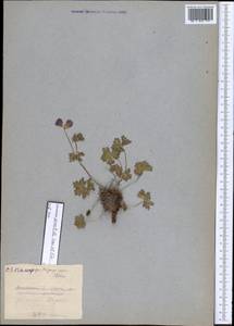 Geranium saxatile Kar. & Kir., Middle Asia, Pamir & Pamiro-Alai (M2) (Tajikistan)