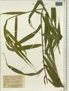 Flagellaria indica L., Africa (AFR) (Seychelles)
