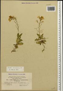 Arabis caucasica Willd., Caucasus, Turkish Caucasus (NE Turkey) (K7) (Turkey)