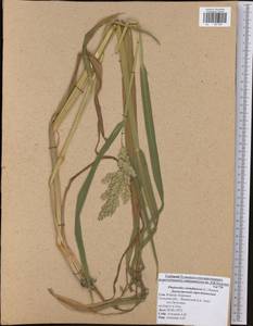 Phalaris arundinacea L., Eastern Europe, Central region (E4) (Russia)