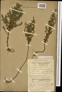 Teucrium scordium subsp. scordioides (Schreb.) Arcang., Caucasus, Stavropol Krai, Karachay-Cherkessia & Kabardino-Balkaria (K1b) (Russia)