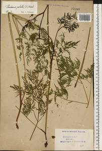 Thysselinum palustre (L.) Hoffm., Eastern Europe, Northern region (E1) (Russia)