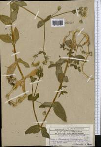 Dichodon davuricum (Fisch. ex Spreng.) Á. Löve & D. Löve, Middle Asia, Dzungarian Alatau & Tarbagatai (M5) (Kazakhstan)