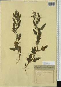 Chenopodium ficifolium Sm., Western Europe (EUR) (Not classified)