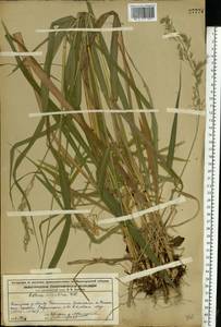 Festuca altissima All., Eastern Europe, Volga-Kama region (E7) (Russia)