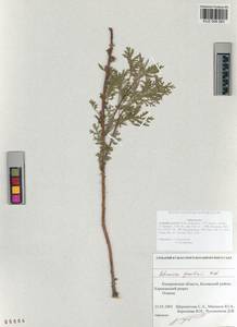 Artemisia gmelinii Weber ex Stechm., Siberia, Altai & Sayany Mountains (S2) (Russia)