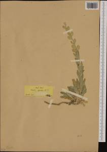 Fibigia clypeata (L.) Medik., Western Europe (EUR) (Greece)