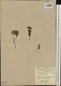 Vaccinium myrtillus L., Eastern Europe, Northern region (E1) (Russia)