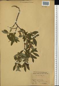 Salix rhamnifolia subsp. rhamnifolia, Siberia, Baikal & Transbaikal region (S4) (Russia)