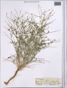 Astragalus, Middle Asia, Muyunkumy, Balkhash & Betpak-Dala (M9) (Kazakhstan)