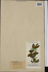 Lonicera nigra L., Western Europe (EUR) (Germany)