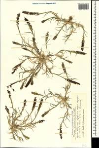 Tragus racemosus (L.) All., Crimea (KRYM) (Russia)