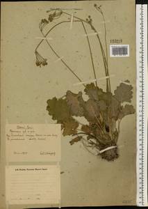 Primula cortusoides L., Eastern Europe, Eastern region (E10) (Russia)