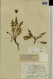 Taraxacum albescens Dahlst., Siberia, Chukotka & Kamchatka (S7) (Russia)