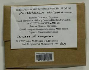 Homalothecium philippeanum (Spruce) Schimp., Bryophytes, Bryophytes - North Caucasus & Ciscaucasia (B12) (Russia)