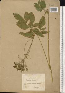 Aegopodium podagraria L., Eastern Europe, Moscow region (E4a) (Russia)