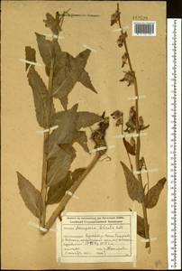 Adenophora liliifolia (L.) A.DC., Siberia, Altai & Sayany Mountains (S2) (Russia)