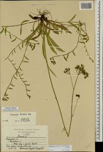 Pilosella piloselloides subsp. praealta (Gochnat) S. Bräut. & Greuter, Eastern Europe, Central region (E4) (Russia)