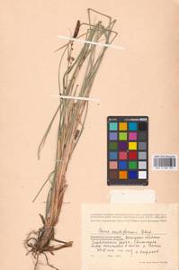 Carex acutiformis Ehrh., Eastern Europe, South Ukrainian region (E12) (Ukraine)