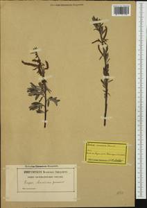 Salix elaeagnos, Western Europe (EUR) (Switzerland)