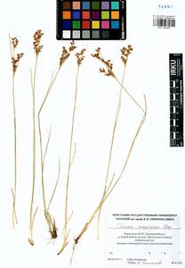 Juncus compressus Jacq., Siberia, Baikal & Transbaikal region (S4) (Russia)