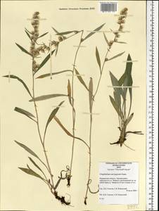 Omalotheca norvegica (Gunnerus) Sch. Bip. & F. W. Schultz, Eastern Europe, Northern region (E1) (Russia)