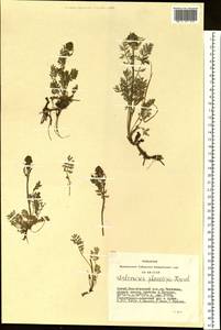 Artemisia phaeolepis Krasch., Siberia, Altai & Sayany Mountains (S2) (Russia)