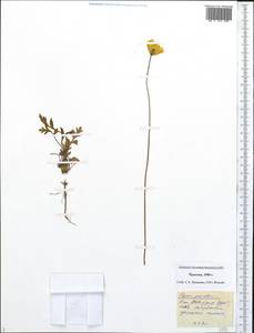 Papaver paucistaminum Tolm. & Petrovsky, Siberia, Chukotka & Kamchatka (S7) (Russia)