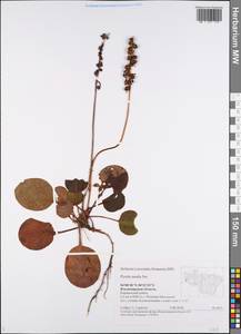 Pyrola media Sw., Eastern Europe, Central region (E4) (Russia)