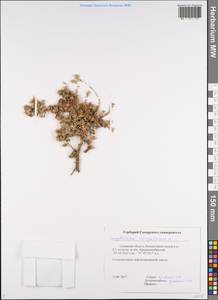 Camphorosma monspeliaca L., Eastern Europe, Middle Volga region (E8) (Russia)