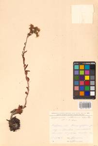 Sempervivum ruthenicum Koch ex Schnittsp. & C.B.Lehm., Eastern Europe, North Ukrainian region (E11) (Ukraine)