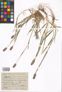 Phleum alpinum L., Siberia, Western Siberia (S1) (Russia)