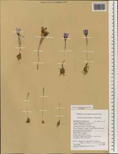 Crocus cyprius Boiss. & Kotschy, South Asia, South Asia (Asia outside ex-Soviet states and Mongolia) (ASIA) (Cyprus)