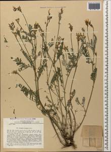 Astragalus sevangensis Grossh., Caucasus, Armenia (K5) (Armenia)