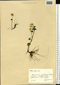 Caltha palustris var. radicans (T.F.Forst.) Beck, Eastern Europe, Northern region (E1) (Russia)