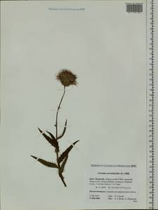Cirsium serratuloides (L.) Hill, Siberia, Baikal & Transbaikal region (S4) (Russia)