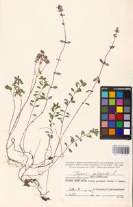MHA 0 157 459, Thymus pulegioides L., Eastern Europe, Central region (E4) (Russia)