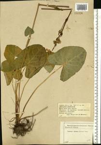 Ligularia sibirica (L.) Cass., Eastern Europe, Central forest-and-steppe region (E6) (Russia)