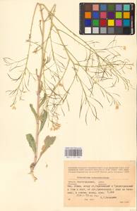 Guenthera persica (Boiss. & Hohen.) D.A.German, Eastern Europe, Lower Volga region (E9) (Russia)