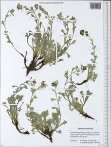 Artemisia furcata M. Bieb., Siberia, Chukotka & Kamchatka (S7) (Russia)