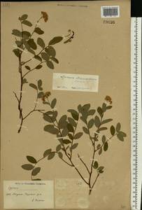Spiraea betulifolia var. aemiliana (C. K. Schneid.) Koidz., Siberia, Yakutia (S5) (Russia)