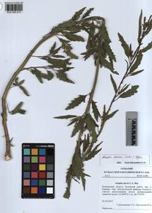 KUZ 003 813, Atriplex patens (Litv.) Iljin, Siberia, Altai & Sayany Mountains (S2) (Russia)