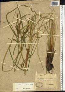 Carex aquatilis Wahlenb., Siberia, Yakutia (S5) (Russia)