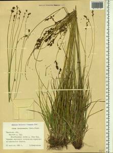 Carex brunnescens (Pers.) Poir., Siberia, Western Siberia (S1) (Russia)