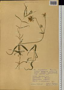 Dichodon maximum (L.) Á. Löve & D. Löve, Siberia, Yakutia (S5) (Russia)