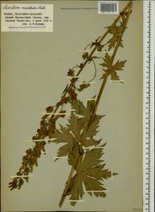 Aconitum orientale Mill., Caucasus, Stavropol Krai, Karachay-Cherkessia & Kabardino-Balkaria (K1b) (Russia)