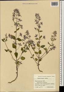Nepeta meyeri Benth., Caucasus, Azerbaijan (K6) (Azerbaijan)